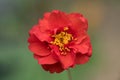 Scarlet avens Geum chiloense Mrs. Bradshaw, flower